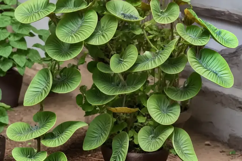 Aristolochia fontanesii (aristolochia fontanesii) — photo 2