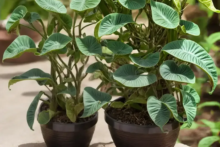 Aristolochia fontanesii (aristolochia fontanesii) — photo 3