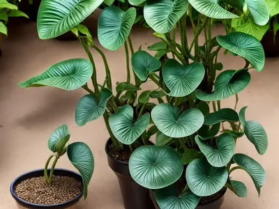 Aristolochia Fontanesii (Aristolochia Fontanesii)