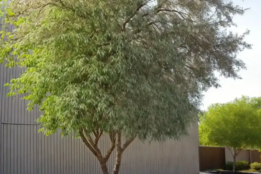 Arizona ash (fraxinus velutina) — photo 2