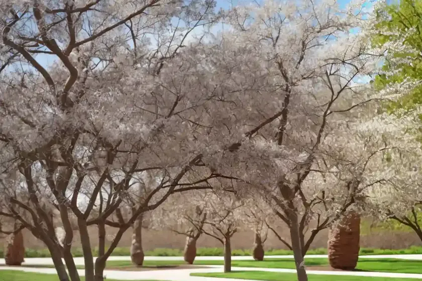 Arizona ash (fraxinus velutina) — photo 3