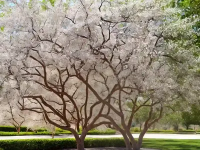 Arizona Ash (Fraxinus Velutina)