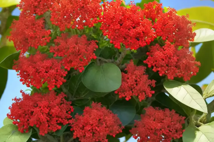 Arizona desert potato (jatropha macrorhiza) — photo 3