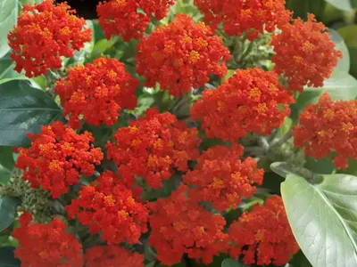 Arizona Desert Potato (Jatropha Macrorhiza)