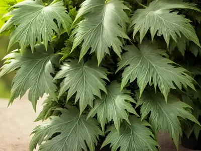 Armed Bear’s Breeches (Acanthus Spinosus)
