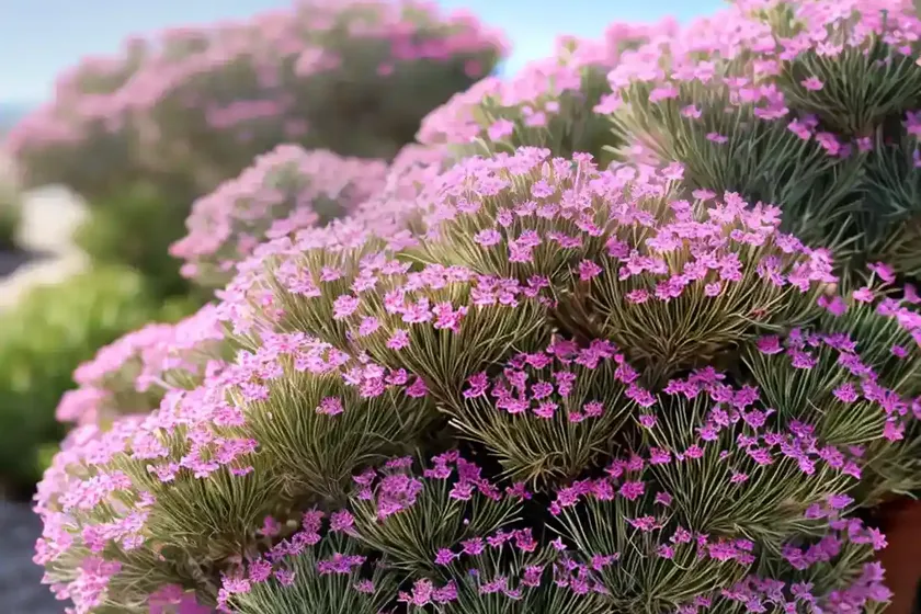 Armeria juniperifolia (juniper-leaved thrift) — photo 2
