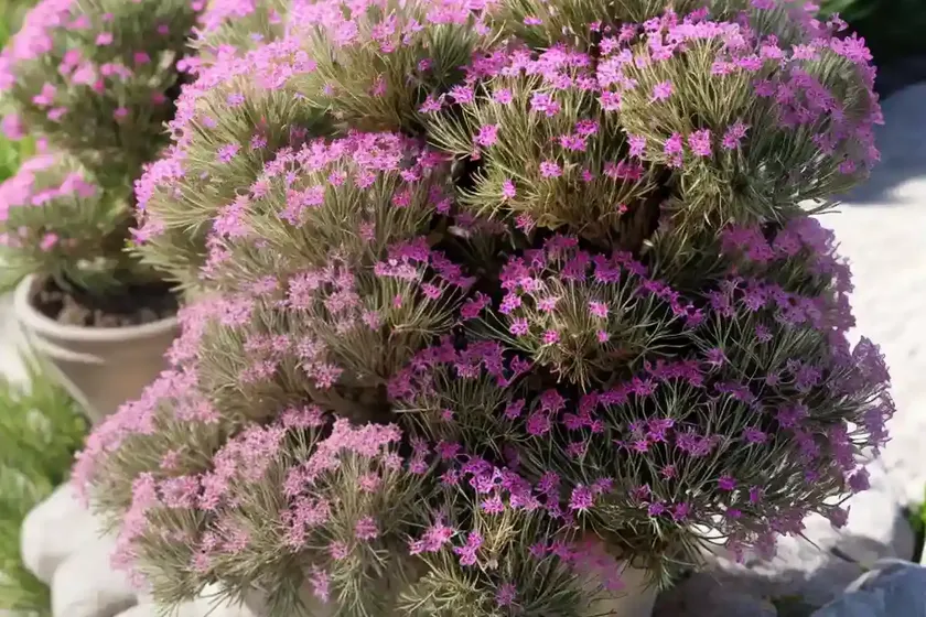 Armeria juniperifolia (juniper-leaved thrift) — photo 3