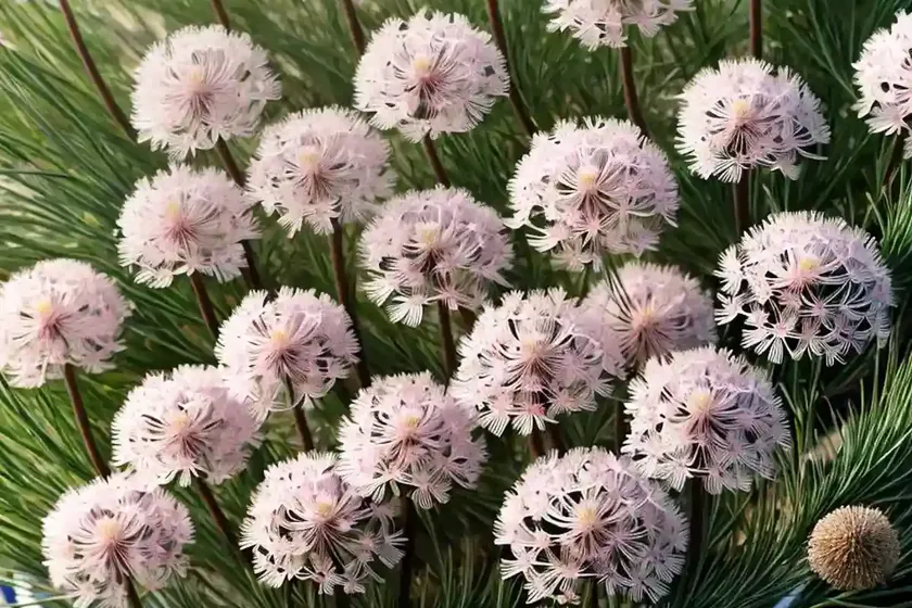 Armeria maritima ‘alba’ (sea thrift) — photo 2