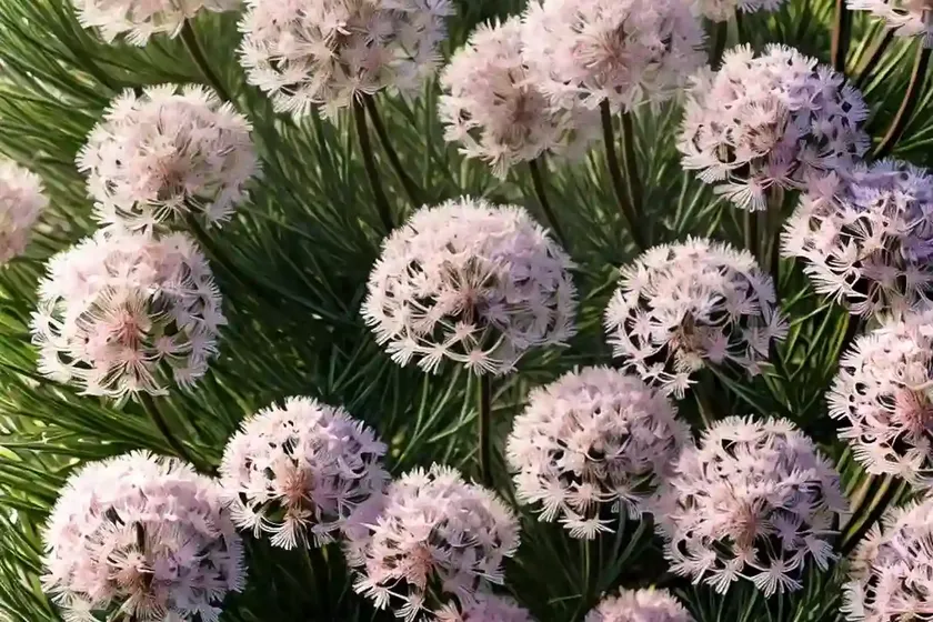 Armeria maritima ‘alba’ (sea thrift) — photo 3