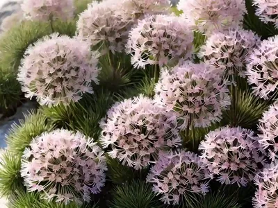 Armeria Maritima ‘Alba’ (Sea Thrift)