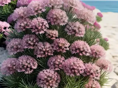 Armeria Maritima ‘Bloodstone’ (Sea Thrift)