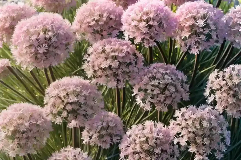 Armeria maritima ‘rubrifolia’ (sea thrift) — photo 2