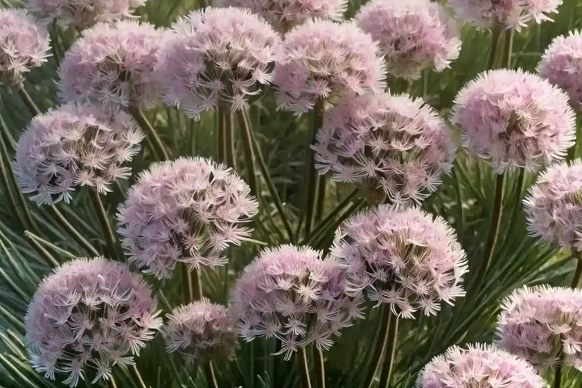 Armeria maritima ‘rubrifolia’ (sea thrift) — photo 3