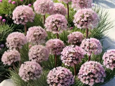 Armeria Maritima ‘Rubrifolia’ (Sea Thrift)
