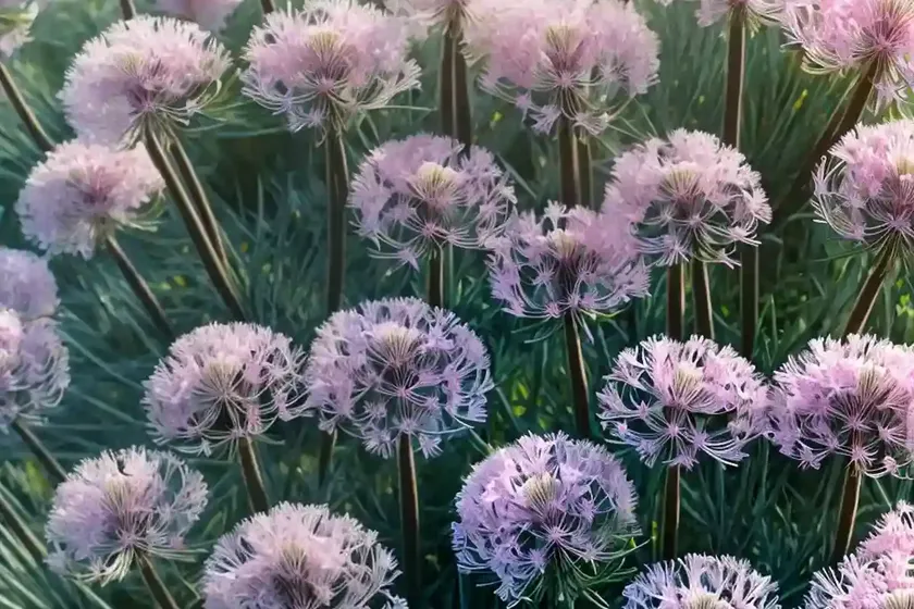 Armeria maritima (sea thrift) — photo 2