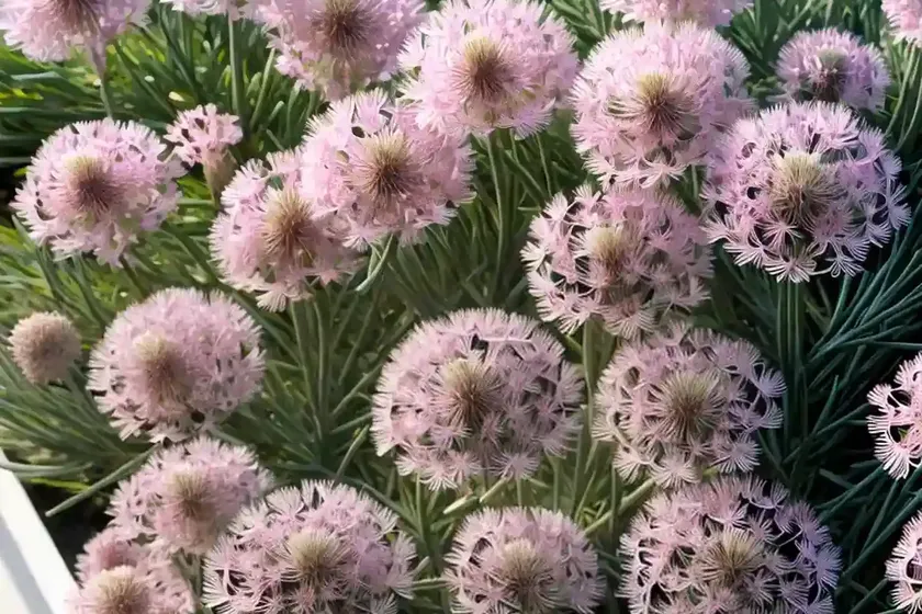Armeria maritima (sea thrift) — photo 3
