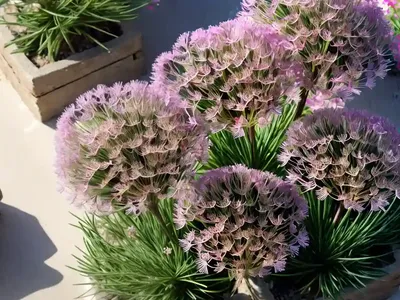 Armeria Maritima (Sea Thrift)