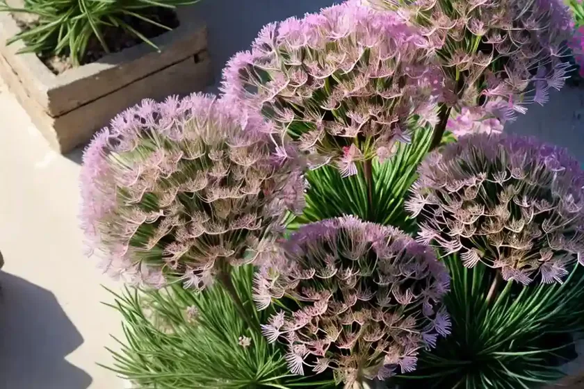 Armeria maritima (sea thrift)
