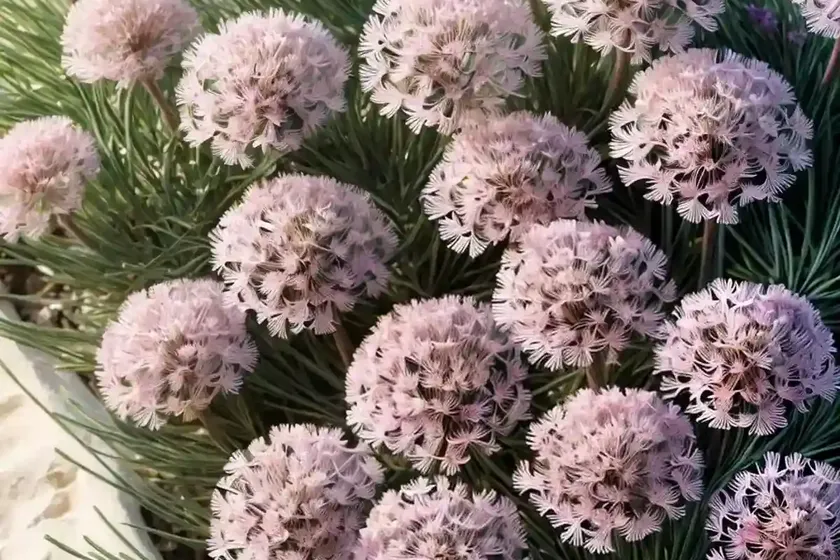 Armeria maritima ‘splendens’ (sea thrift) — photo 2