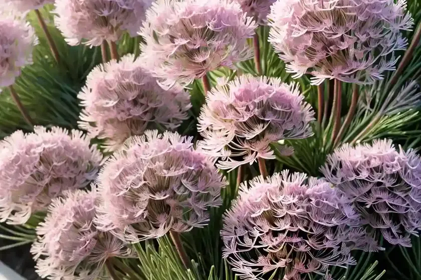 Armeria maritima ‘splendens’ (sea thrift) — photo 3