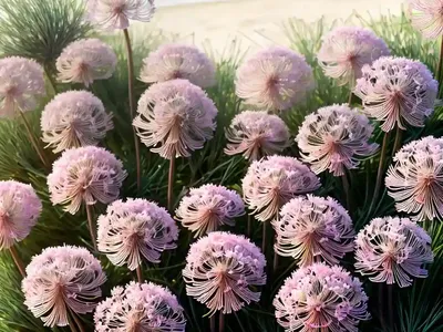 Armeria Maritima ‘Splendens’ (Sea Thrift)
