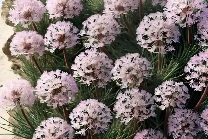 Armeria maritima ‘victor reiter’ (sea thrift) — photo 2