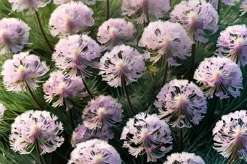 Armeria maritima ‘victor reiter’ (sea thrift) — photo 3