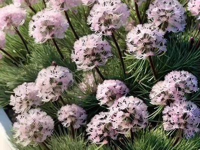 Armeria Maritima ‘Victor Reiter’ (Sea Thrift)