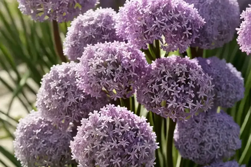 Armeria pseudarmeria ‘ballerina lilac’ (great thrift) — photo 2
