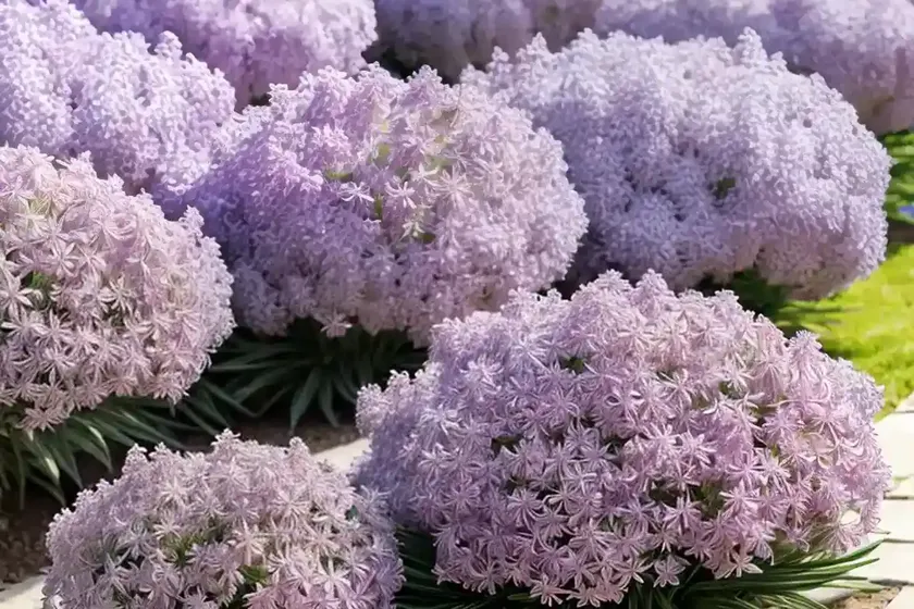 Armeria pseudarmeria ‘ballerina lilac’ (great thrift) — photo 3