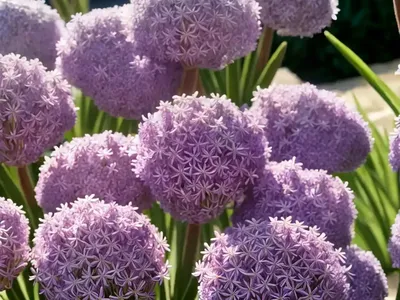 Armeria Pseudarmeria ‘Ballerina Lilac’ (Great Thrift)