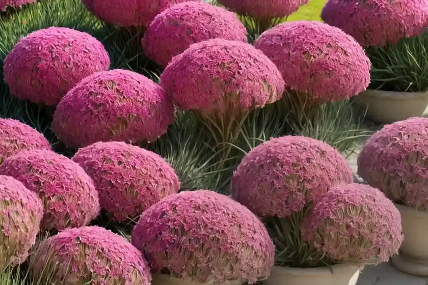 Armeria pseudarmeria ‘ballerina red’ (great thrift) — photo 3