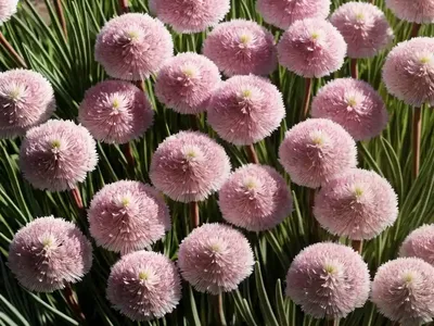 Armeria Pseudarmeria ‘Ballerina White’ (Great Thrift)
