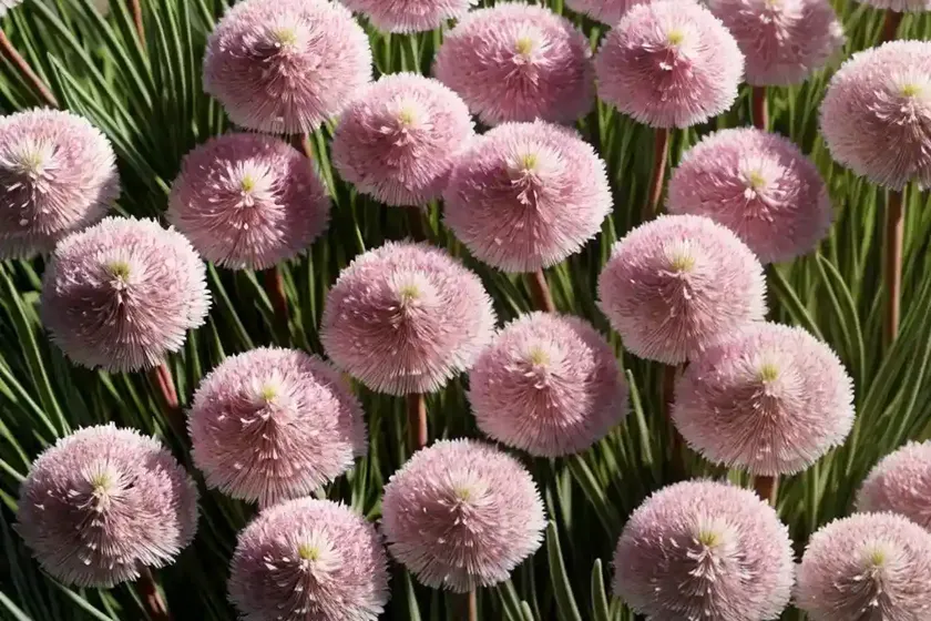 Armeria pseudarmeria ‘ballerina white’ (great thrift)