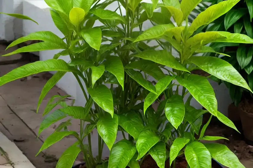 Arrowhead plant (syngonium neon robusta) — photo 3
