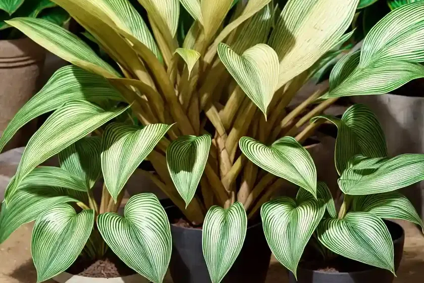 Arrowroot (maranta arundinacea) — photo 2