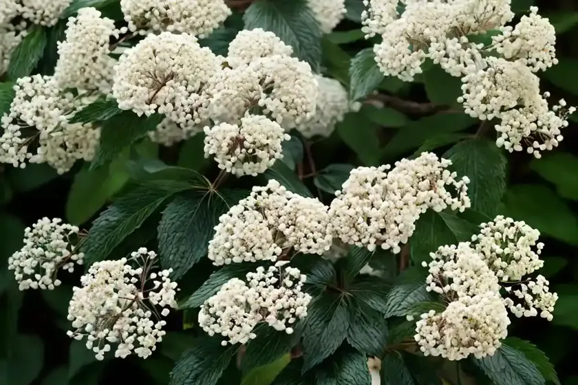 Arrowwood viburnum (viburnum dentatum) — photo 3