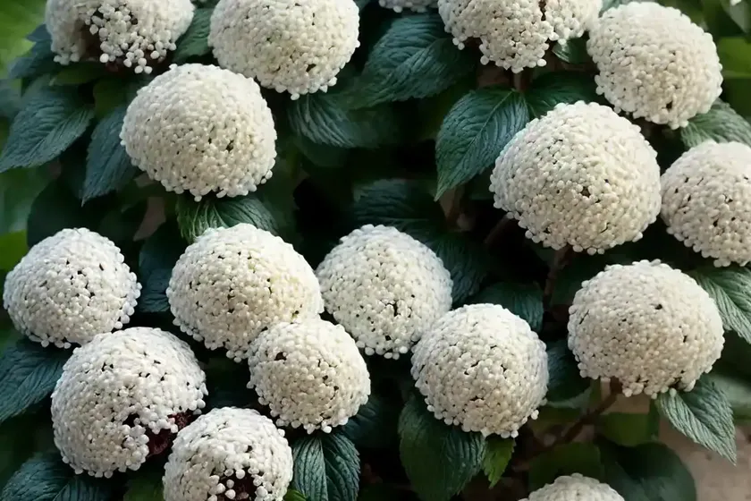 Arrowwood viburnum (viburnum dentatum ‘christom’ blue muffin) — photo 3