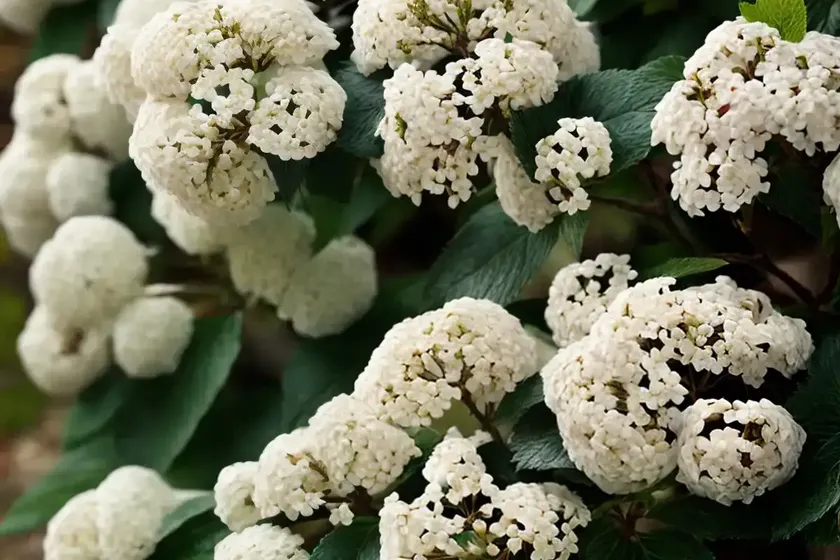 Arrowwood viburnum (viburnum dentatum ‘ralph senior’ autumn jazz) — photo 2