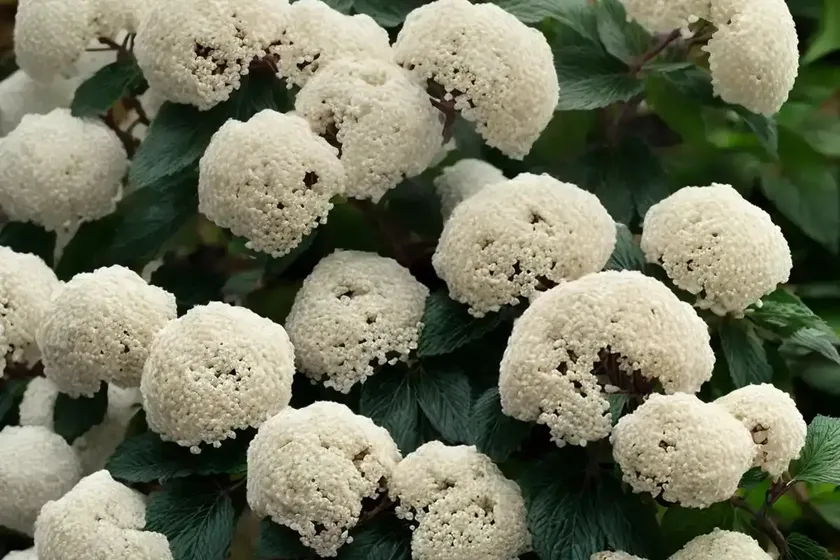 Arrowwood viburnum (viburnum dentatum ‘ralph senior’ autumn jazz) — photo 3