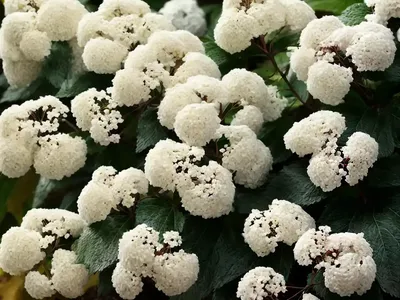 Arrowwood Viburnum (Viburnum Dentatum ‘Ralph Senior’ AUTUMN JAZZ)