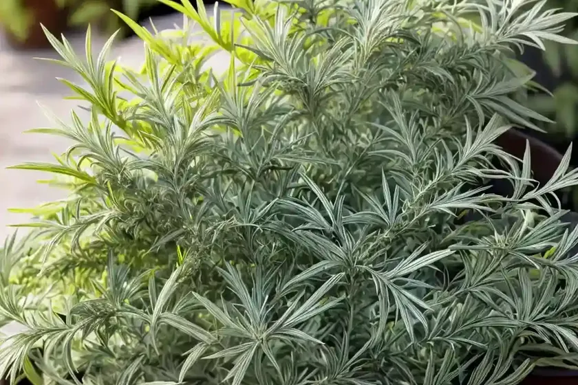 Artemisia abrotanum (southernwood) — photo 2