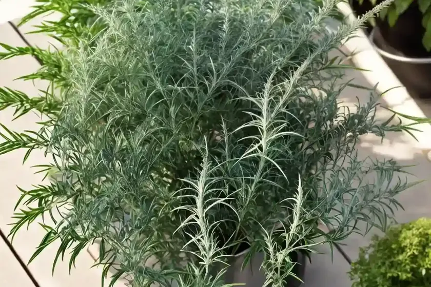 Artemisia abrotanum (southernwood) — photo 3