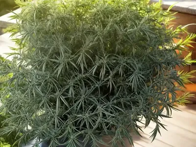 Artemisia Abrotanum (Southernwood)