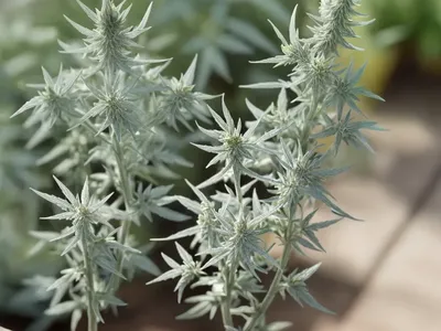 Artemisia Absinthium (Artemisia Absinthium)