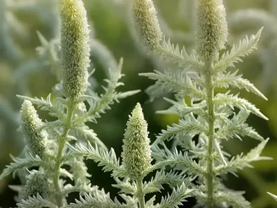 Artemisia Absinthium (Wormwood)