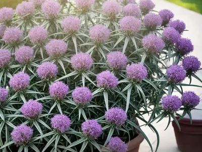 Artemisia Dracunculus (French Tarragon)