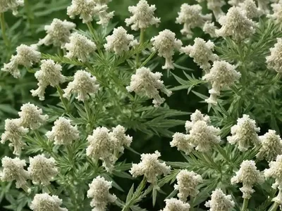 Artemisia Lactiflora (White Mugwort)