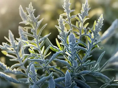 Artemisia Ludoviciana ‘Valerie Finnis’ (White Sage)