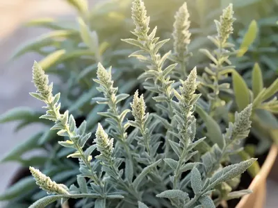 Artemisia Ludoviciana (White Sage)